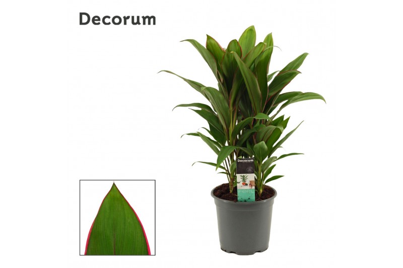 Cordyline fruticosa geraldo Cordyline Salsa toef 19 cm (Decorum) 3 pp 