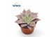 Echeveria Echeveria Madibaoverige bl. 