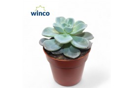 Echeveria Echeveria Orpet8 bl.