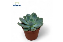 Echeveria Echeveria Sitifukumiama1 bl. 1 pp