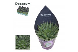 Aloe aristata Aloe Aristata (Decorum)