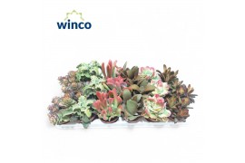 Kalanchoe mix Kalanchoe Mix (Deluxe)overig pp