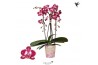 Phalaenopsis elegant cascade Kolibri Orchids Cascade Niagara fall spot