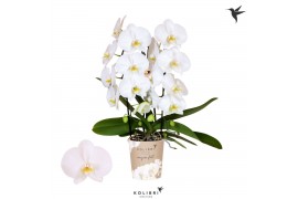 Phalaenopsis elegant cascade Kolibri Orchids Cascade Niagara fall Midd