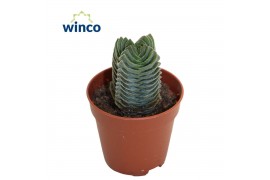 Crassula Crassula Buddhas Temple