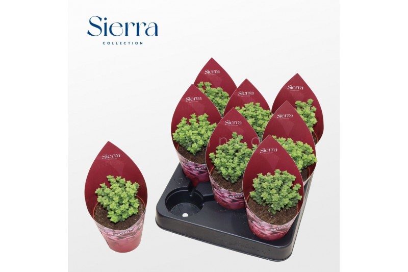 Crassula Sierras - Crassula Tom Thumb 