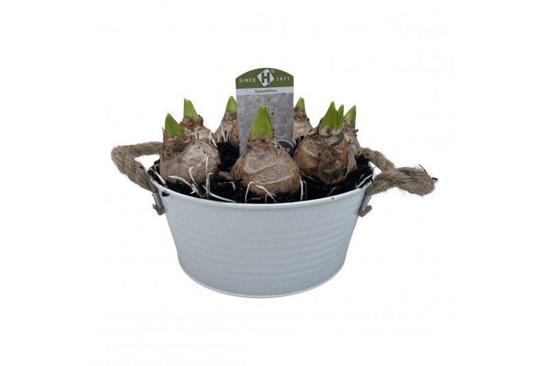 Arrangementen hyacinthus Zink Wit Rond 22 cm. Hyacint Mix 8 pp 8 per p 