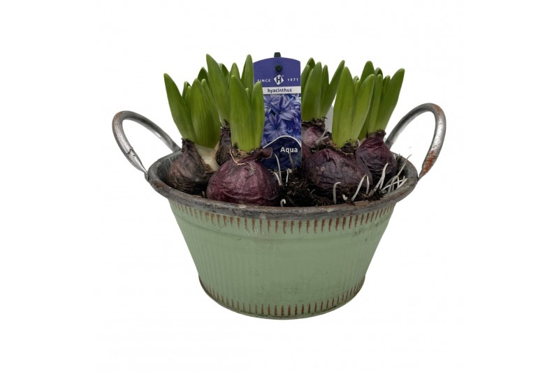 Arrangementen kerst Zink schaal Delft 7 pp 150 bl. 7 per pot 