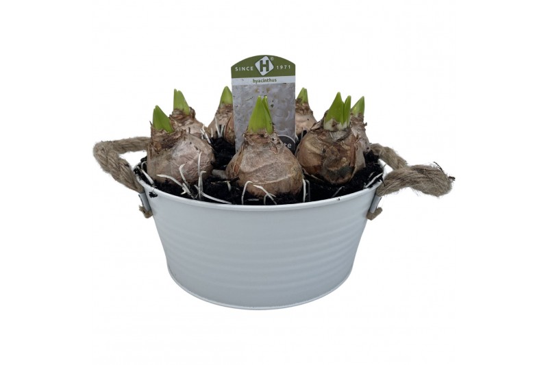 Arrangementen hyacinthus Zink rond 23 cm. Hyacint 8 pp 280 bl. 8 per p 