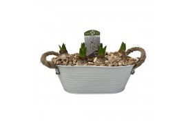 Arrangementen hyacinthus Zink ovaal hyacint 6 pp 155 bl. 6 per pot