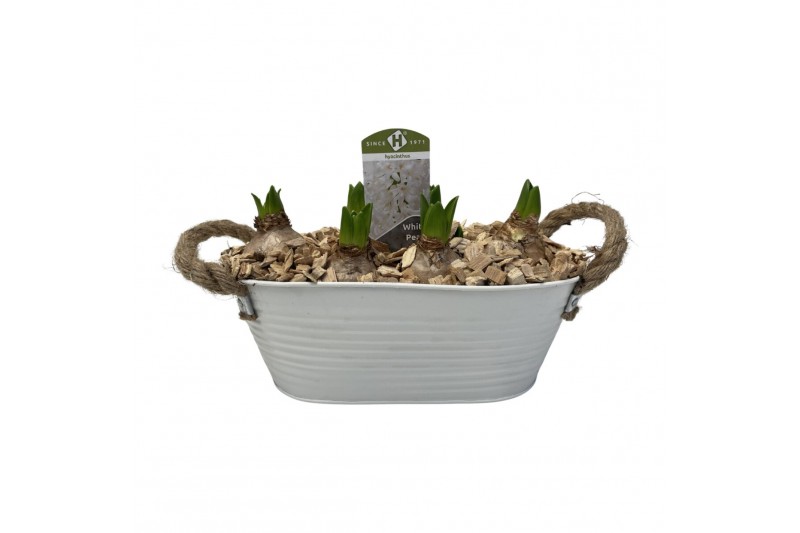 Arrangementen hyacinthus Zink ovaal hyacint 6 pp 155 bl. 6 per pot 