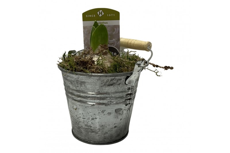 Arrangementen hyacinthus Zink emmer 9 cm hyacint 1 pp 90 bl. 1 per pot 