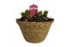 Arrangementen kerst Zeegrasmand Hyacint 23 cm. 1 pp 8 per pot 