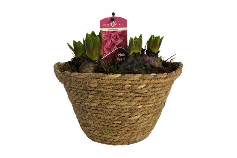 Arrangementen kerst Zeegrasmand Hyacint 23 cm. 1 pp 8 per pot 