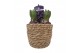 Arrangementen kerst Zeegrasmand hyacint 13 cm 1 pp 3 per pot 