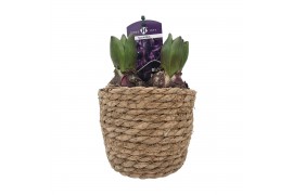 Arrangementen kerst Zeegrasmand hyacint 13 cm 1 pp 3 per pot