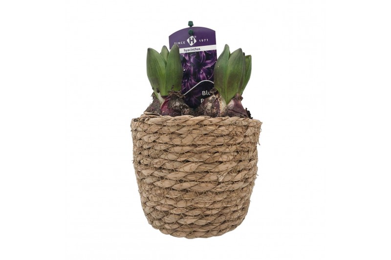 Arrangementen kerst Zeegrasmand hyacint 13 cm 1 pp 3 per pot 