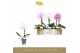 Phalaenopsis mix Singolo Mix1 bl. 1 tak/plnt 350 gram 