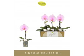 Phalaenopsis roze Singolo Mino1 bl. 1 tak/plnt 950 gram