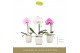 Phalaenopsis mix Singolo Mix in Lazio White1 bl. 1 tak/plnt 