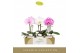 Phalaenopsis mix Singolo Mix in Lazio White1 bl. 1 tak/plnt 