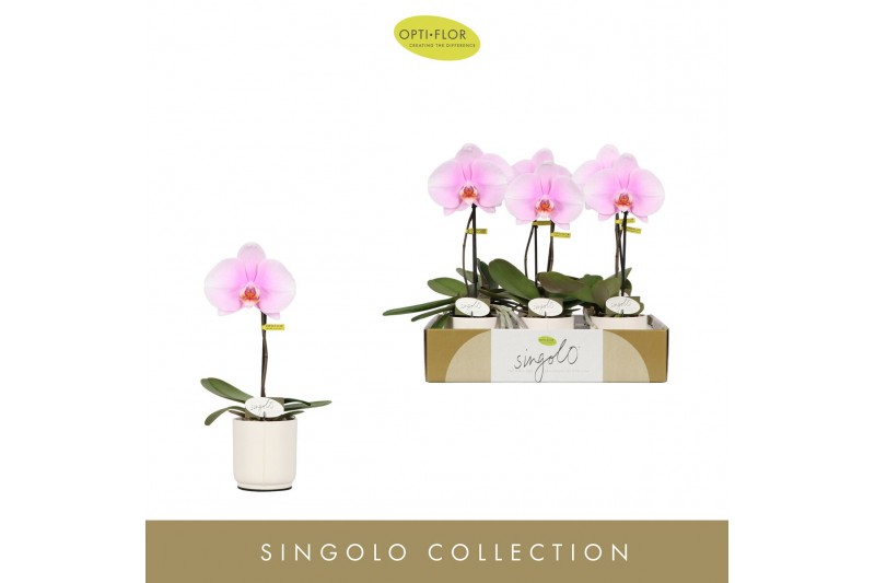 Phalaenopsis roze Singolo Mino in Lazio White 1 bl. 1 tak/plnt 70 
