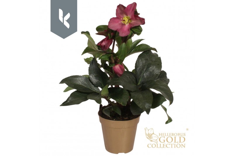 Helleborus hgc ice n roses early red HGC Helleborus Ice N Roses Red in 