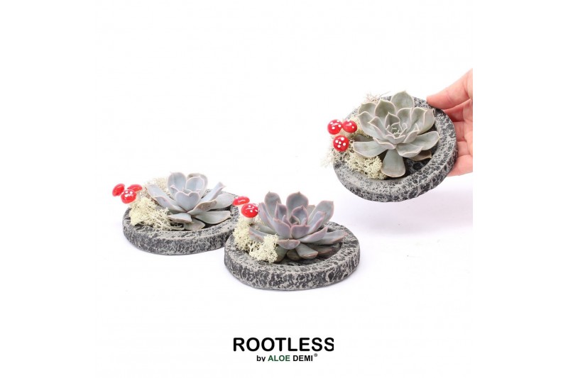 Arrangementen succulenten ROOTLESS Echeveria, Koala MINI Autumn bowl 1 