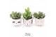 Crassula mix TRULY Crassula, Animal Grey 1 pp 