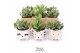 Crassula mix TRULY Crassula, Animal Grey 1 pp 