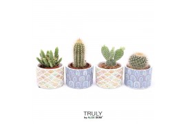 Cactus mix TRULY Cactus, Happy 1 pp