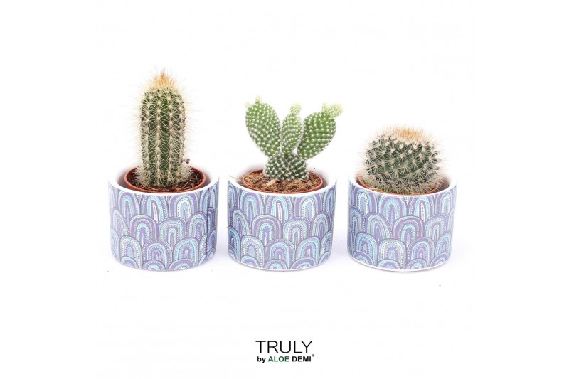 Cactus mix TRULY Cactus, Wave 1 pp 