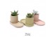 Succulenten TRULY Succulent, plateau 1 pp 