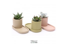 Succulenten TRULY Succulent, plateau 1 pp
