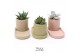 Succulenten TRULY Succulent, plateau 1 pp 