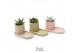 Succulenten TRULY Succulent, plateau 1 pp 