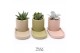 Succulenten TRULY Succulent, plateau 1 pp 