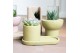 Succulenten TRULY Succulent, plateau 1 pp 