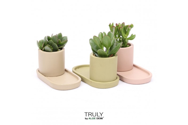 Crassula TRULY Crassula, plateau 1 pp 