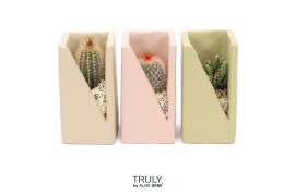 Cactus mix TRULY Cactus, Meles concrete moss - Green Beige Pink 1 pp