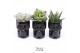 Succulenten TRULY Succulent, Skull glass 1 pp 