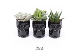 Succulenten TRULY Succulent, Skull glass 1 pp