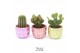 Cactus mix TRULY Cactus, Disco Mosaic 1 pp 
