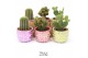 Cactus mix TRULY Cactus, Disco Mosaic 1 pp 
