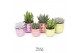 Cactus mix TRULY Cactus, Disco Mosaic 1 pp 