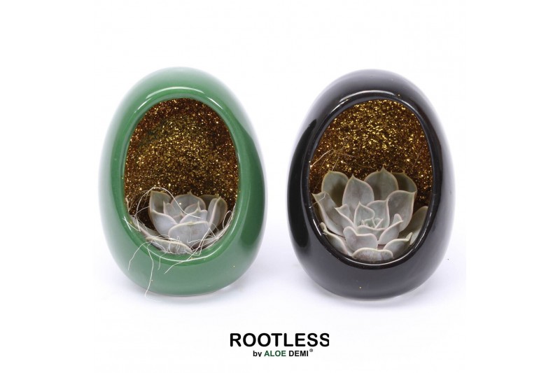 Echeveria ROOTLESS Echeveria, Egg Black Green Glitter 1 pp 