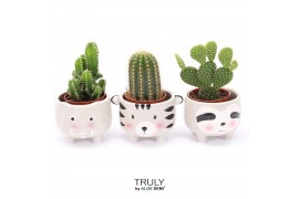 Cactus mix TRULY Cactus, Animal Grey 1 pp