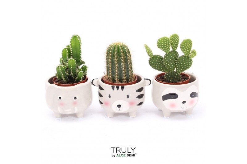 Cactus mix TRULY Cactus, Animal Grey 1 pp 