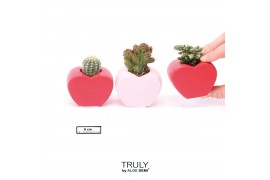 Cactus mix TRULY Cactus, Heart mini 1 pp