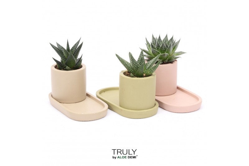 Succulenten TRULY Haworthia Gasteria, plateau 1 pp 